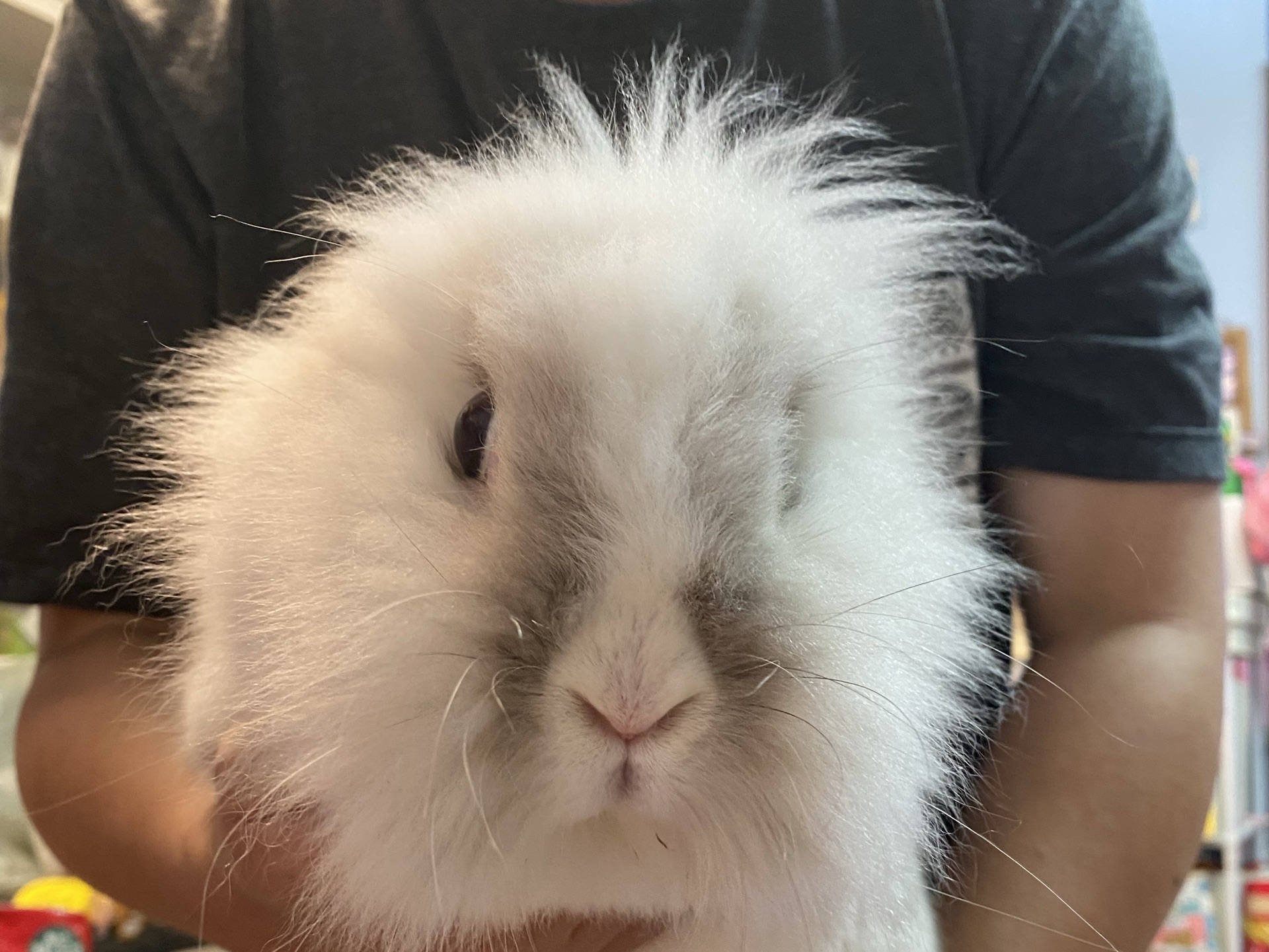 Yuki Bunny