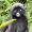 Joybear
