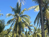 sakinan