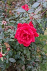 ZM 紐約皇家通酒店優惠