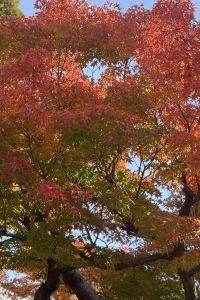 めいぷる1104 ホテルインターゲート金沢 クーポン