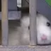 Binmomo