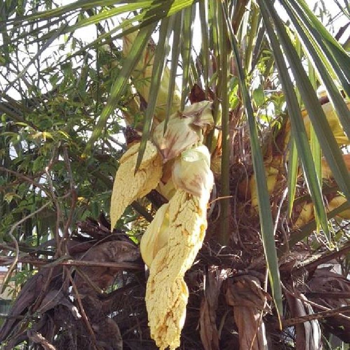 遲到的觀眾