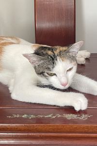 Milament 艾維和夏娃公寓優惠