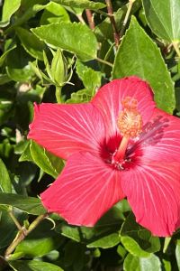 nekoさん ヒルトン沖縄北谷リゾート クーポン