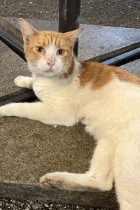 CHTV ST共居旅店 – 武吉士美芝路 （8 小時, 晚11點- 隔天早7點） （SG Clean, Staycation Approved）優惠