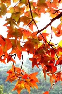 wingyee1996 天然溫泉 凌雲之湯 御宿野乃 淺草（多美迎・御宿野乃 飯店集團）優惠