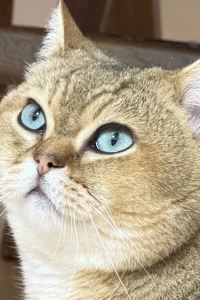 只管吃喝玩樂 台北文華東方飯店優惠