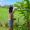 the_wanderlust