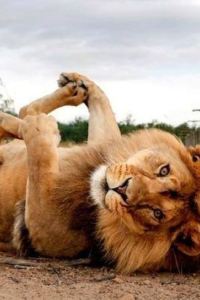 湯米涼粉 品川王子大飯店N塔優惠