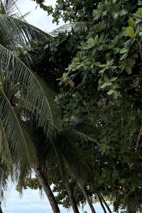 小玉菜 台南月見溪行館優惠