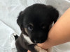 Kaiwi