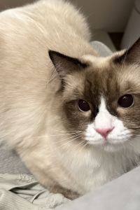 皮卡小多 皇家之鷹飯店優惠