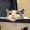 BubbleCat