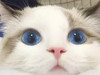 唐雅琼