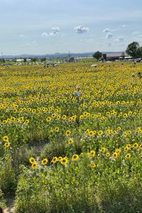 めもめ 大江戸温泉物語 箕面観光ホテル クーポン
