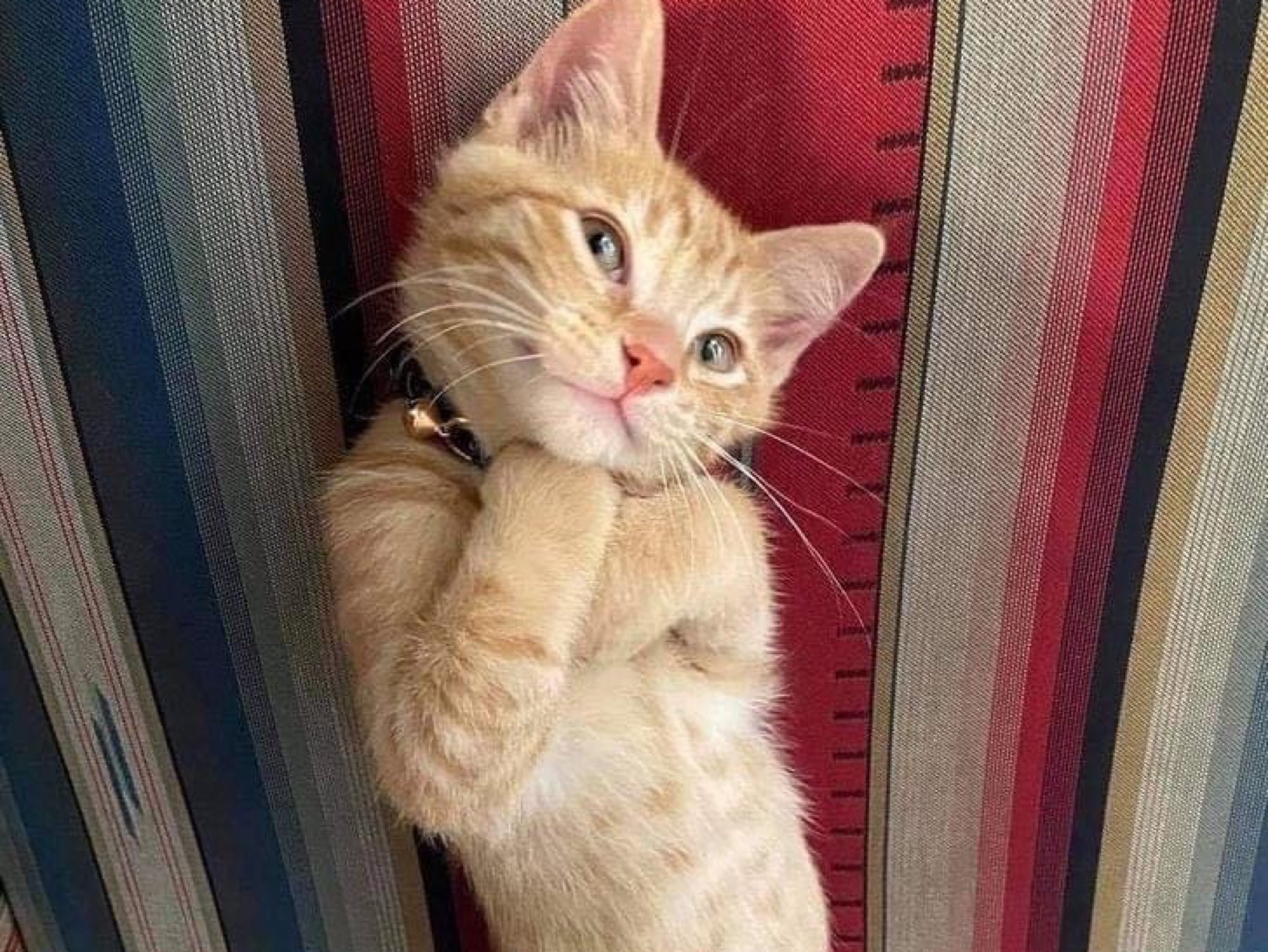 Смешные фото с котами