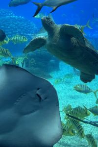 CCLLY 黒川温泉 やまびこ旅館 クーポン