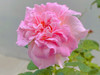 R.Renita
