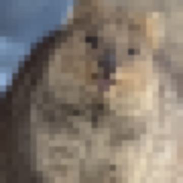 Popo a
