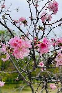 Dogefever 宜蘭富翔大飯店優惠