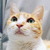 kamong