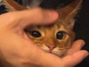 lilico_lulu