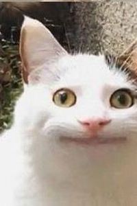 訪客用戶 班泰精品優惠