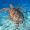 Travel like a Turtle