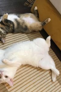 Emily Rose L 木的地飯店-中環優惠