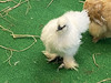 ChickenLady