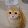 Catz Bowie