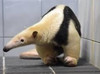 どこぞの