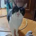 몬디
