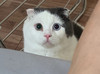 하단냥