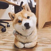 龐絹