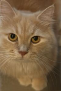 Dexteryqk 安比高原全日空皇冠假日度假村優惠