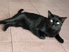 Issara.deva