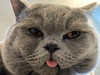 Meow_meow