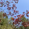 Avatar 1