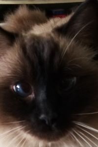 CKF CHENG 鴻都飯店（深圳東門老街店）優惠