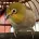 九九峰動物樂園