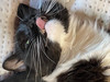 tiggrtch