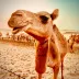 mini990