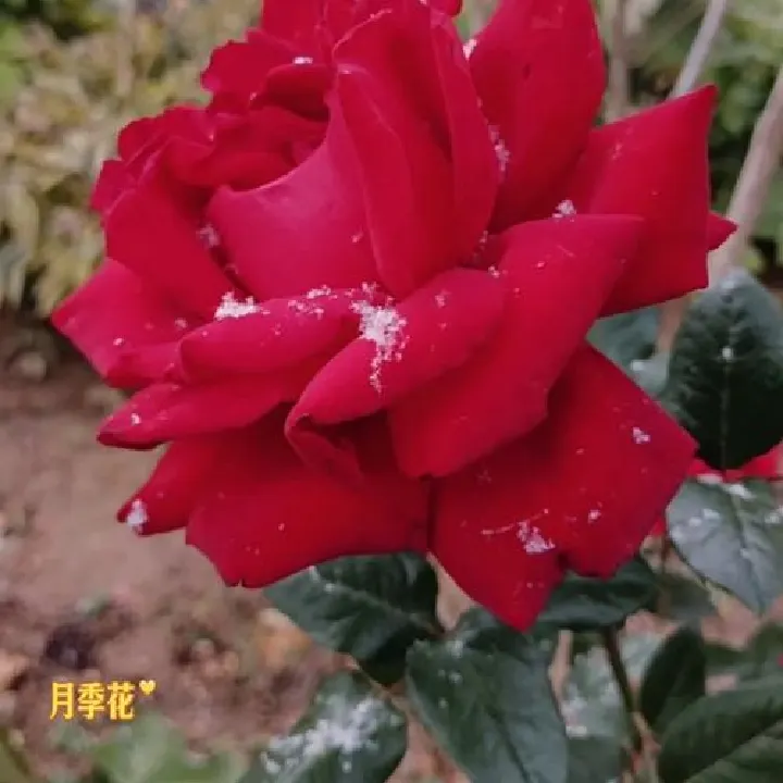 风景的民宿