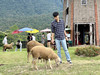 หนูน้อยปีโป้
