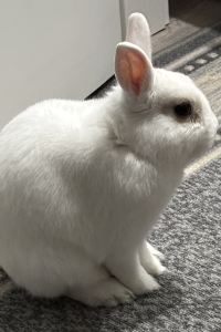 spacerabbit28