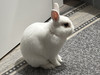 spacerabbit28