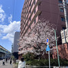 KNMTShiori_