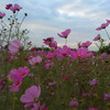 evon芳